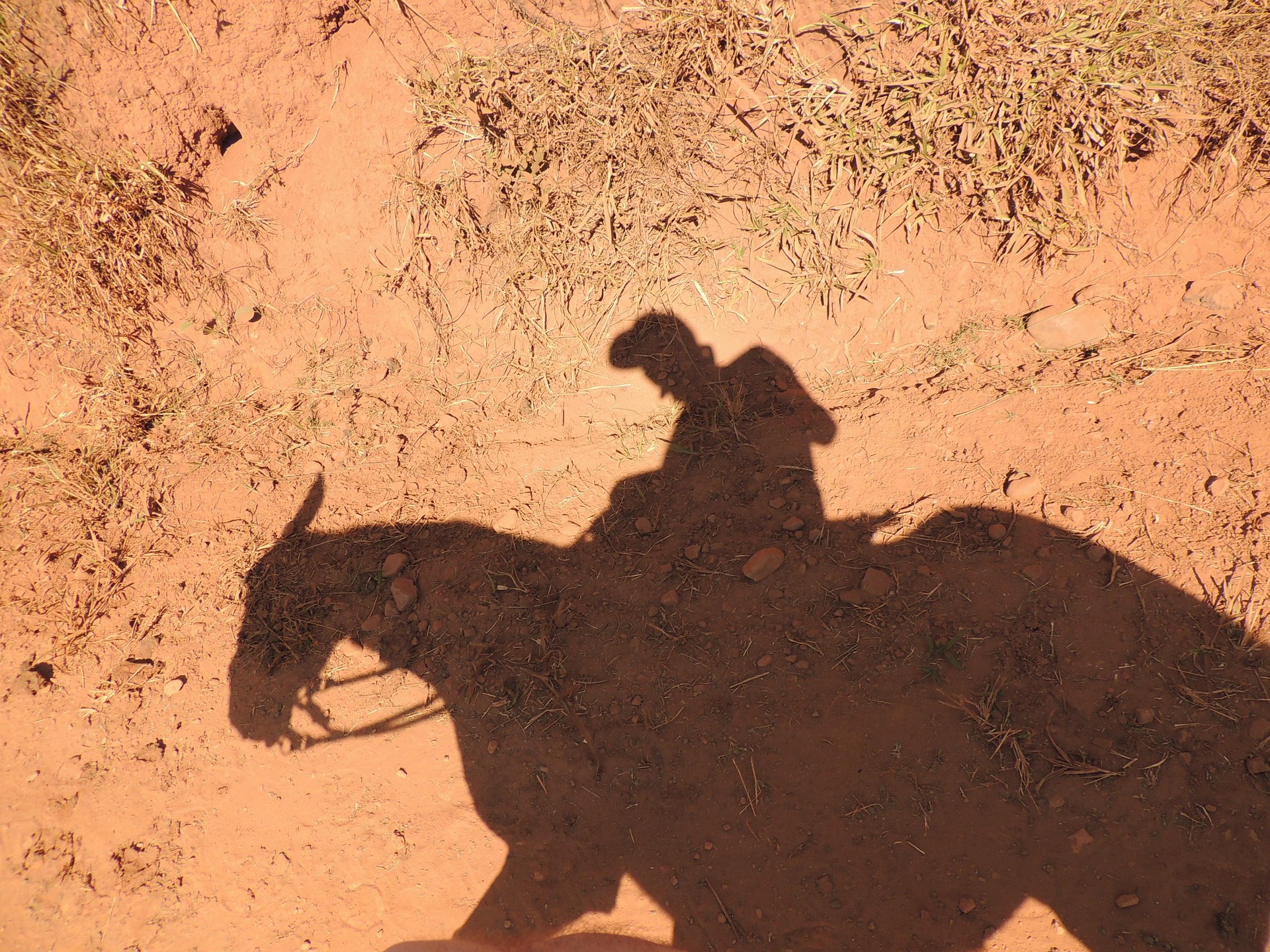 horseback experience